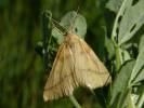 Aspitates ochrearia
