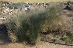 Ephedra equisetina