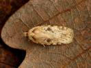 Agonopterix arenella - Brindled Flat-body