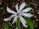 Magnolia kobus - šácholan japonský