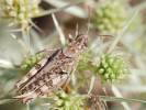 Calliptamus barbarus - saranče barbarská
