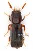 Scobicia chevrieri