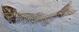 Carangopsis brevis