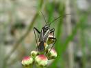 Hadrodemus m-flavum