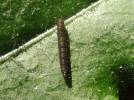 Syricoris lacunana - obaleč jahodníkový