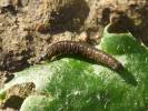 Syricoris lacunana - obaleč jahodníkový