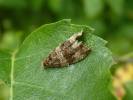 Orthotaenia undulana