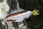 Fomitopsis pinicola