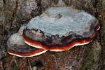 Fomitopsis pinicola
