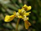 Moraea huttonii