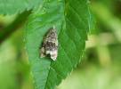 Syricoris lacunana - obaleč jahodníkový