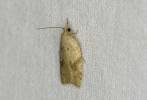 Acleris ferrugana - obaleč březový