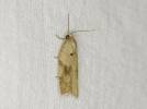 Acleris ferrugana - obaleč březový