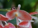 Begonia holtonis