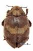 Byrrhus fasciatus - vyklenulec svazčitý