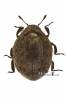 Cytilus sericeus