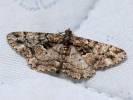 Peribatodes ilicaria