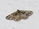 Peribatodes ilicaria