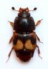 Carpophilus hemipterus - lesknáček fíkový