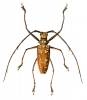 Batocera victoriana