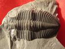 Odontochile hausmanni