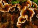 Stereum gausapatum - Bleeding Oak Crust