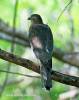Accipiter badius - krahujec šikra