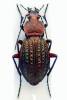 Carabus cancellatus - střevlík měděný