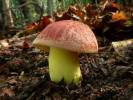 Butyriboletus regius
