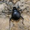 Stenocara crenata
