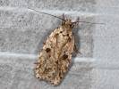 Agonopterix arenella - Brindled Flat-body