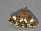 Tyta luctuosa