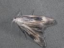 Aphomia foedella