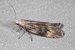 Aphomia foedella