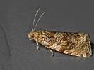 Syricoris lacunana - obaleč jahodníkový