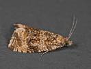 Syricoris lacunana - obaleč jahodníkový
