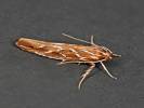 Pyroderces argyrogrammos