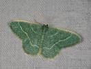 Chlorissa etruscaria
