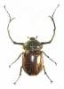 Cheirotonus gestroi
