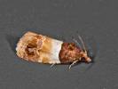 Epinotia festivana