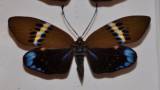 Eterusia repleta