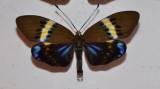 Eterusia repleta
