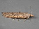 Aphomia zelleri