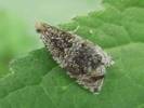 Syricoris lacunana - obaleč jahodníkový