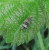 Syricoris lacunana - obaleč jahodníkový