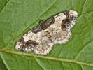 Ligdia adustata