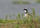 Hoploxypterus cayanus - Pied Plover
