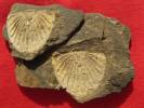 Planiscutellum planum