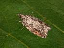 Epinotia cinereana