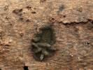 Hypoxylon cercidicola